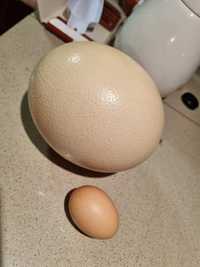 Oua de strut pentru consum