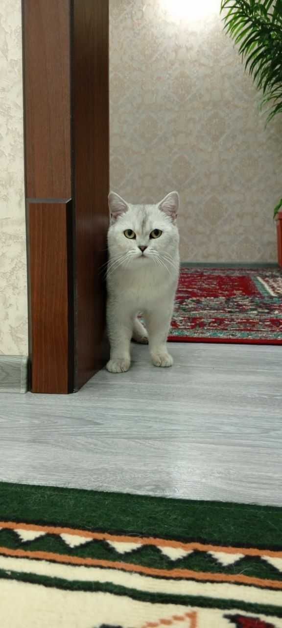 Serebristi shinshila Britan Viyaska (qushishga)