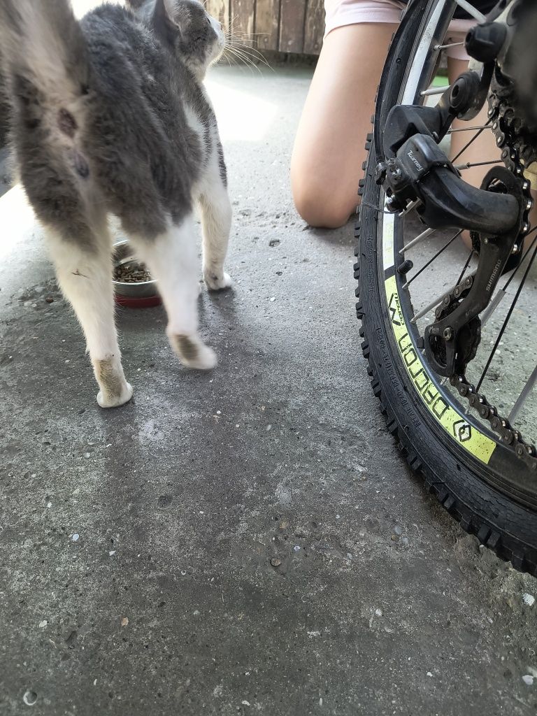 Намерено коте женско