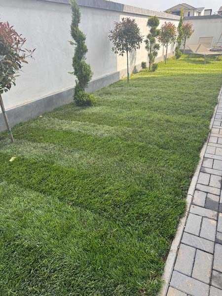 Serviciu de montaj gazon natural si rulou