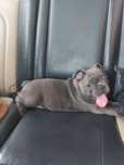 Vand bulldog francez