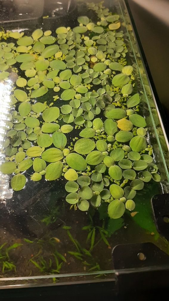 Plante plutitoare pentru acvariu