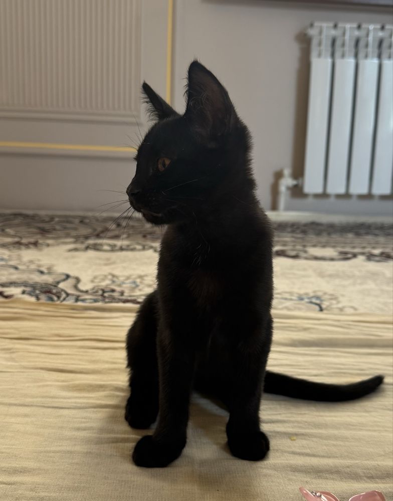 Котятя.