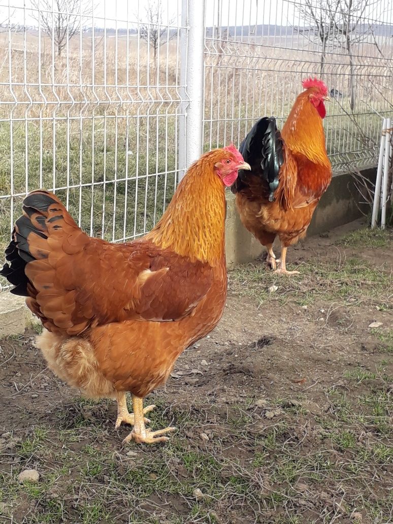 Disponibile ouă de găină pt incubație