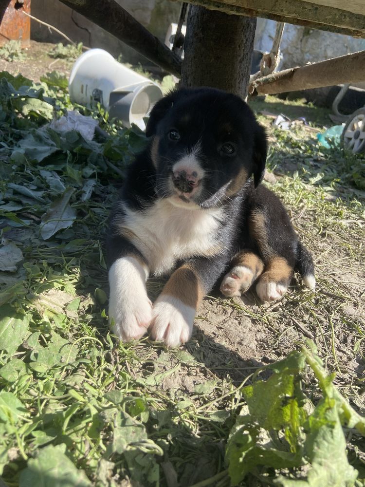 Dau spre  adoptie 5 cățeluși de talie mare