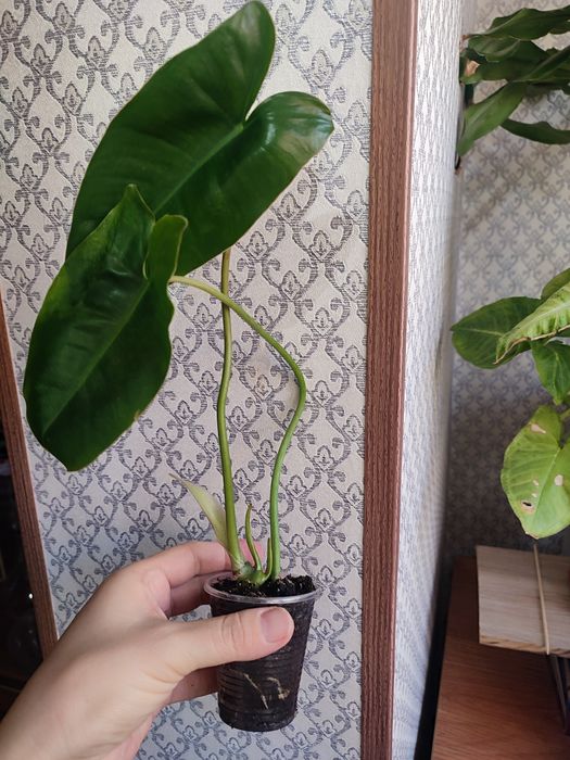 Продам излишки растений