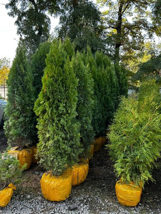 Туя 'Смарагд' — идеальная живая изгородь для вашего участка!