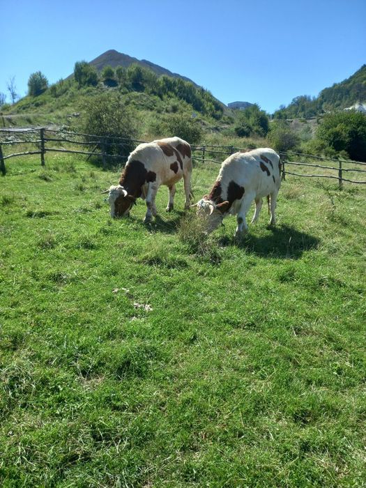 Junci batata romanesca