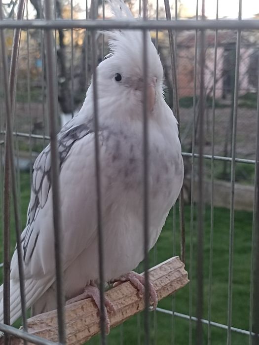 Хотел за папагали и други любимци