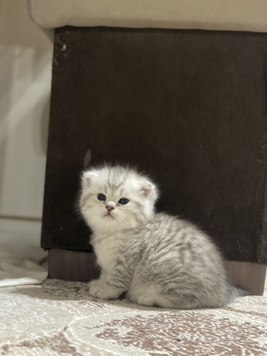 Тоза кон мушукчамиз сотувда