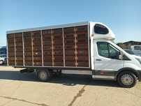 Container transport porumbei