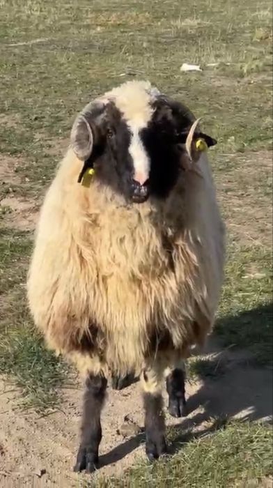 Berbecuti nosteni de vanzare Breaza de Hateg