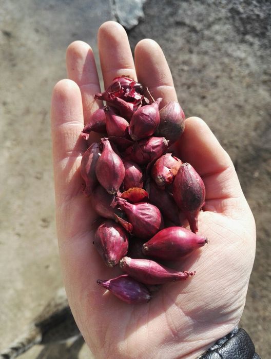 Usturoi romanesc de Copălău