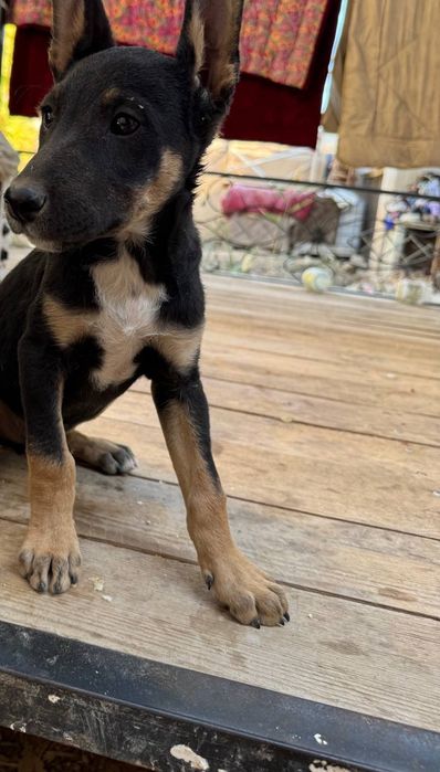 Метис овчарка охрана кущик бар 2 айлык