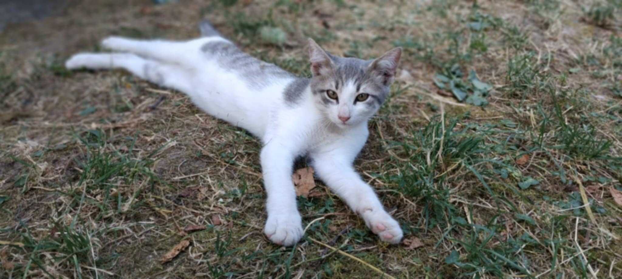 4 котета спешно търсят дом