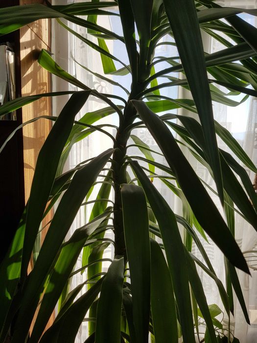 Цвете юка 2.60 метра