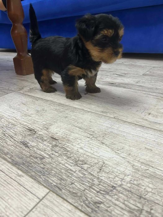 Йоркширски териер, мъжко