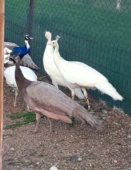 Femelă matură de paun Alb