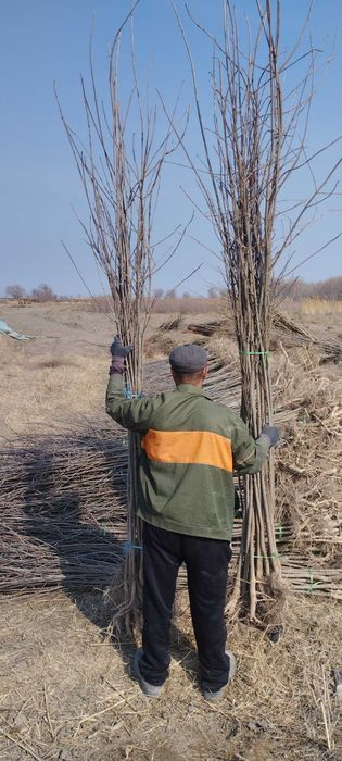 Gujum Гужум Qayrag'och sotiladi