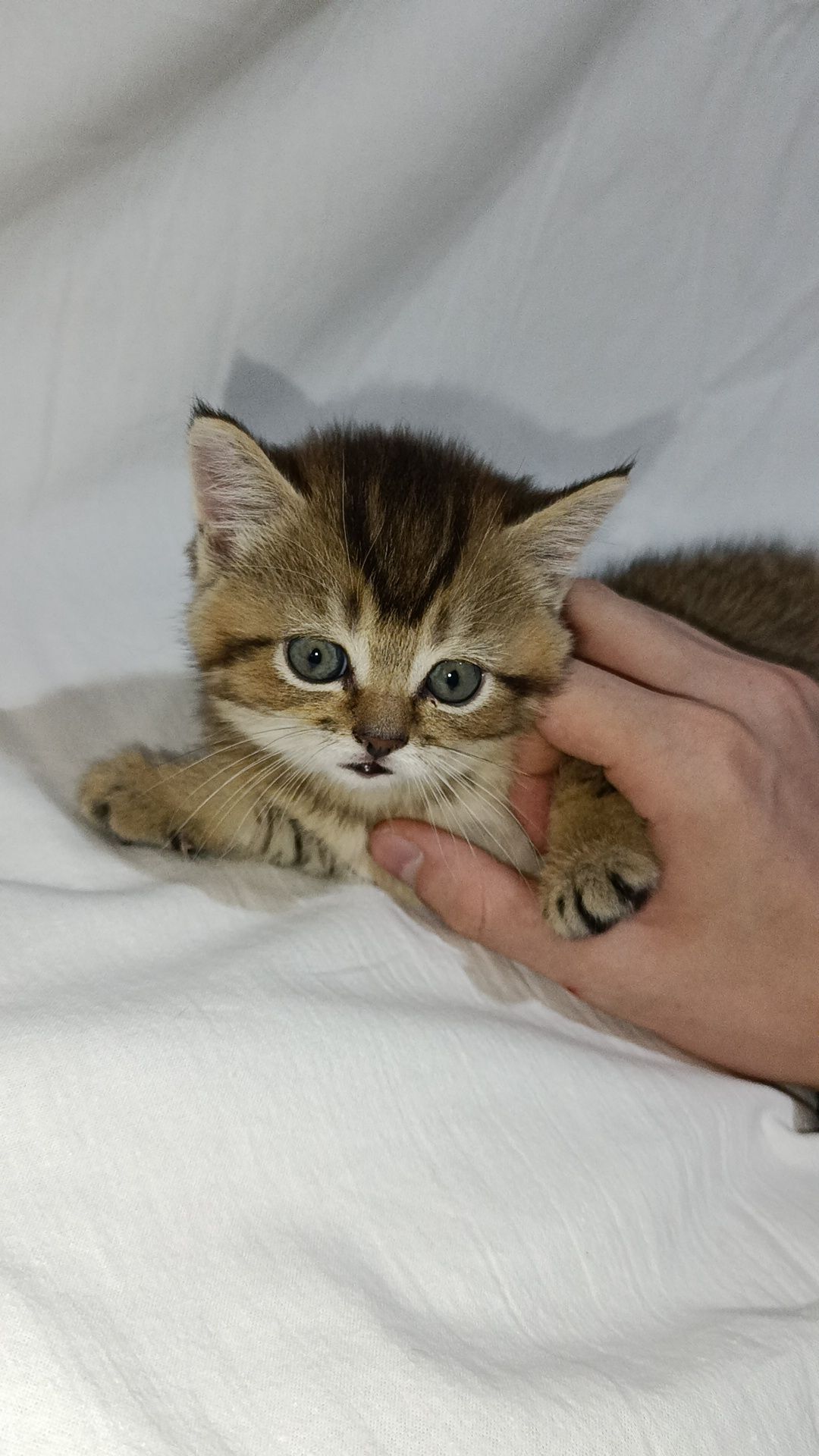 Продаються котята