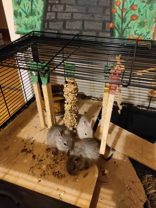 Veverițe Degu adoptie