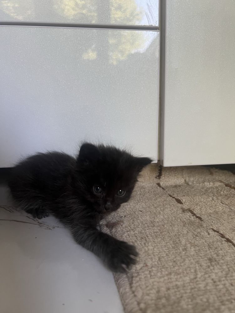 Отдам котят в хорошие руки