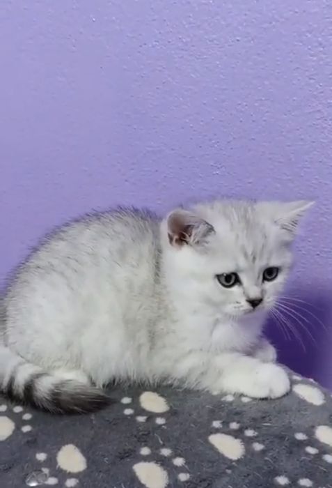 British chinchila silver