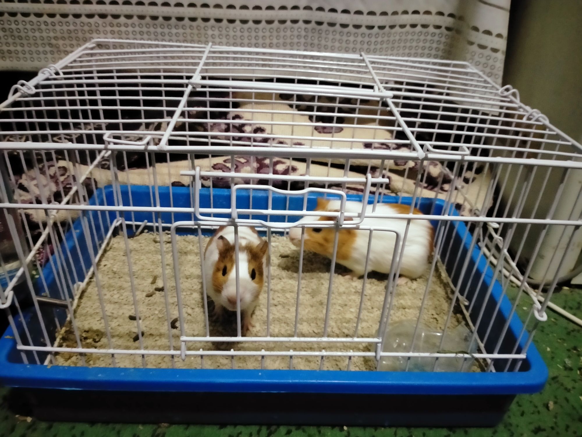Морские свинки две штуки