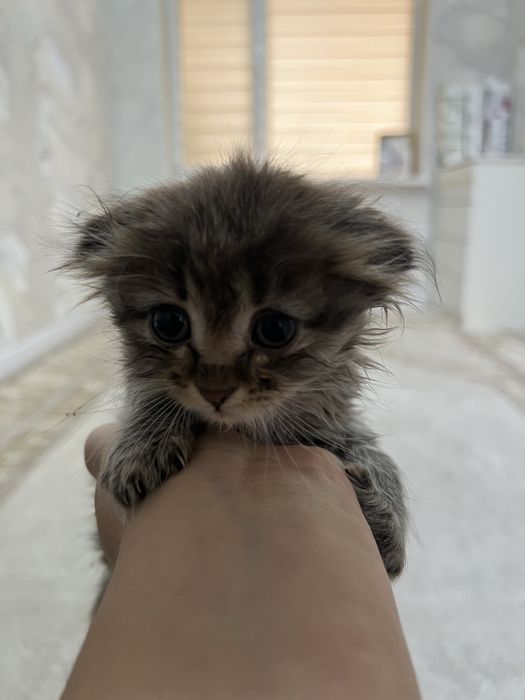 Мысык сатылады срочно