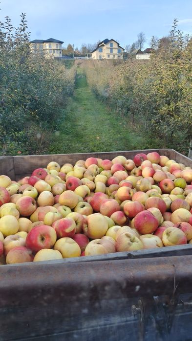 Mere pentru suc și marmelada