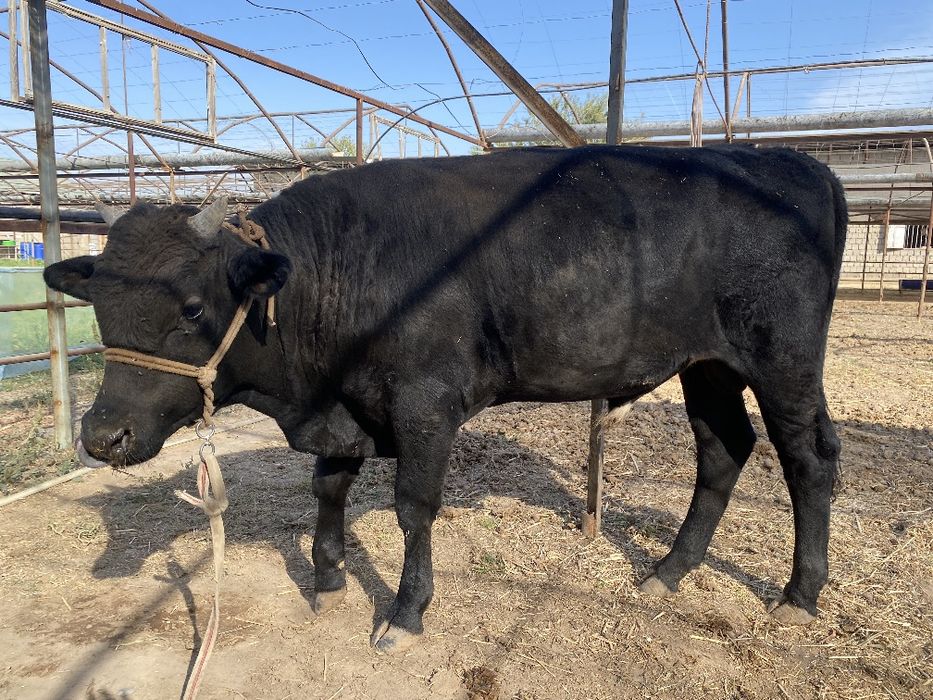 Buqa sotiladi yahshi