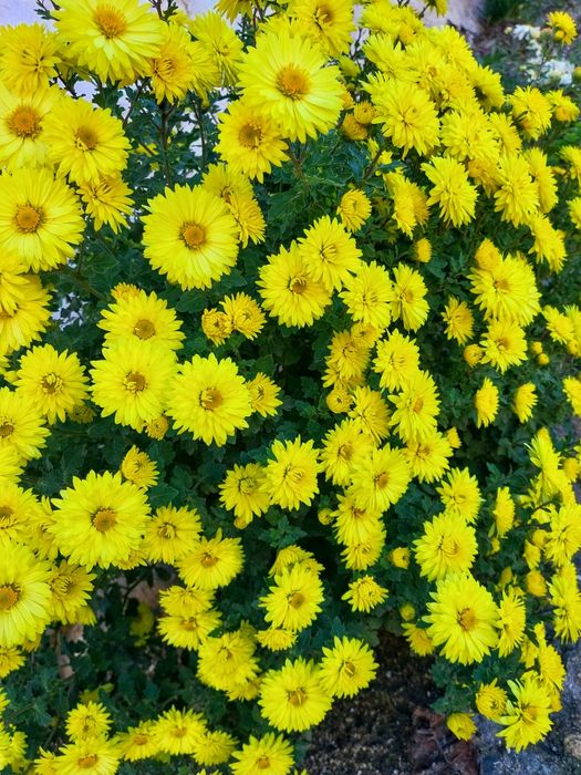 Жълти хризантеми