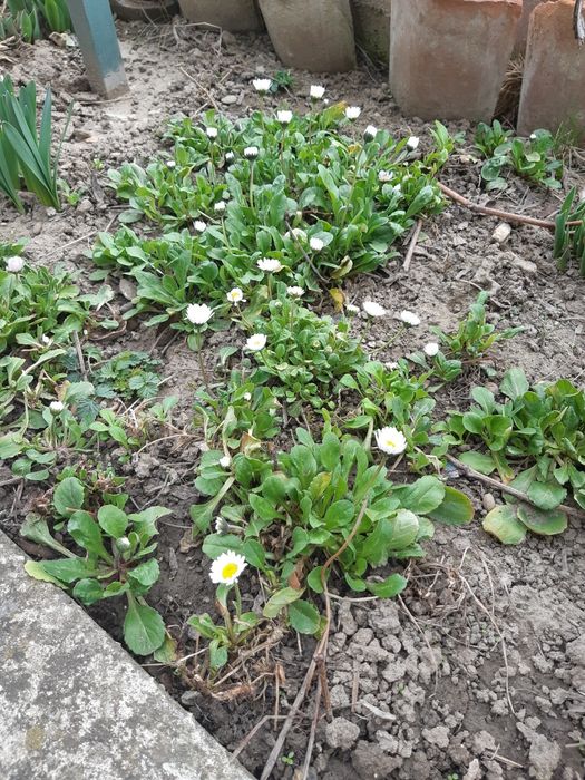 Разсад топкрамфил,бели маргаритки