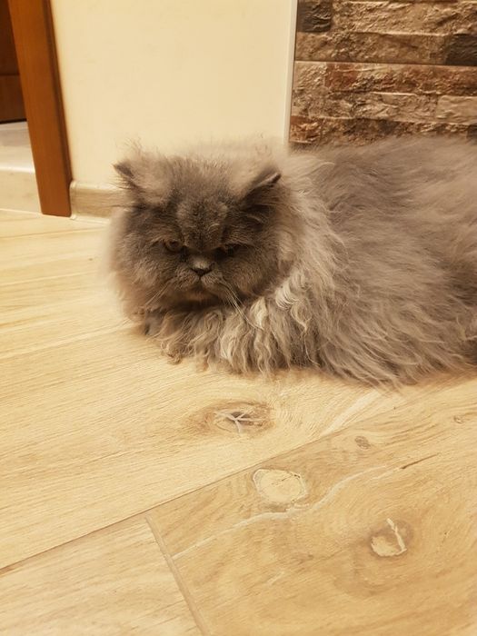 Британски дългокосмест чистокръвен