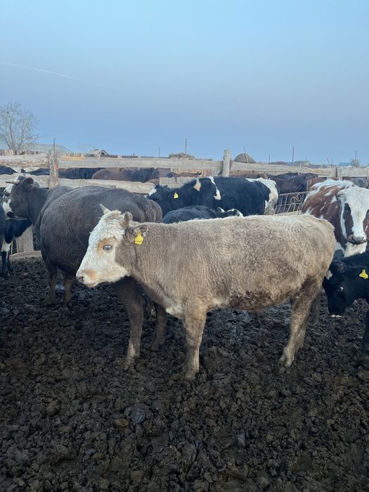 Продается 10 голов бычки