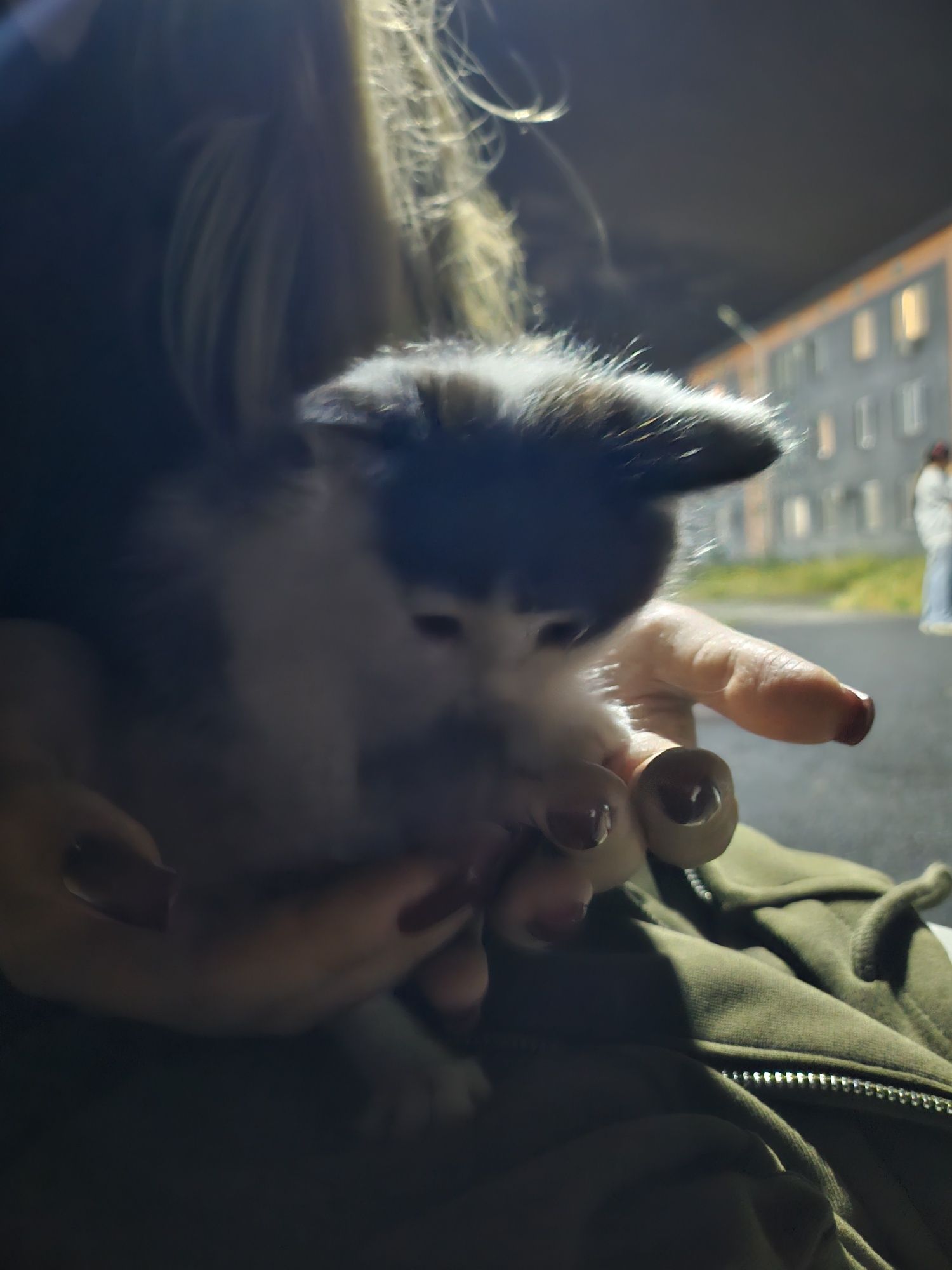 Котенок бесплатно