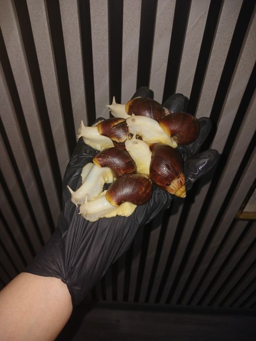 Axatina retikulyata axatina fulika albinos 8yarm 9sm tuxumga krgan