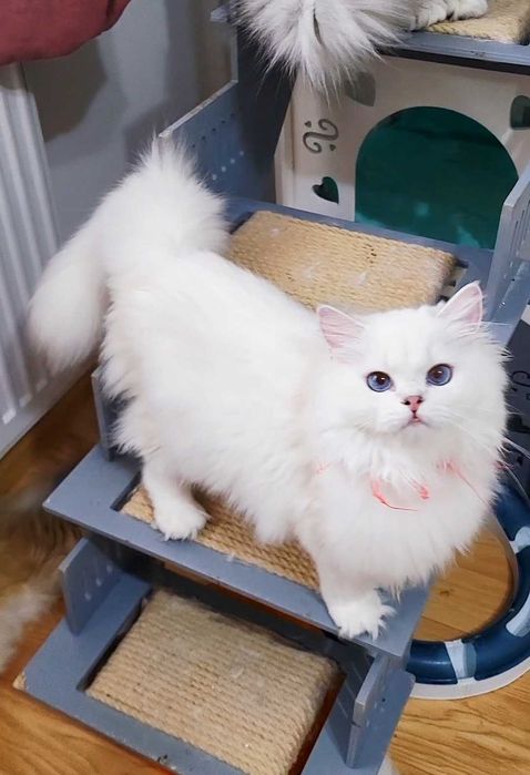 Fetita british longhair din parinti Campioni Mondiali, ochi albaștri