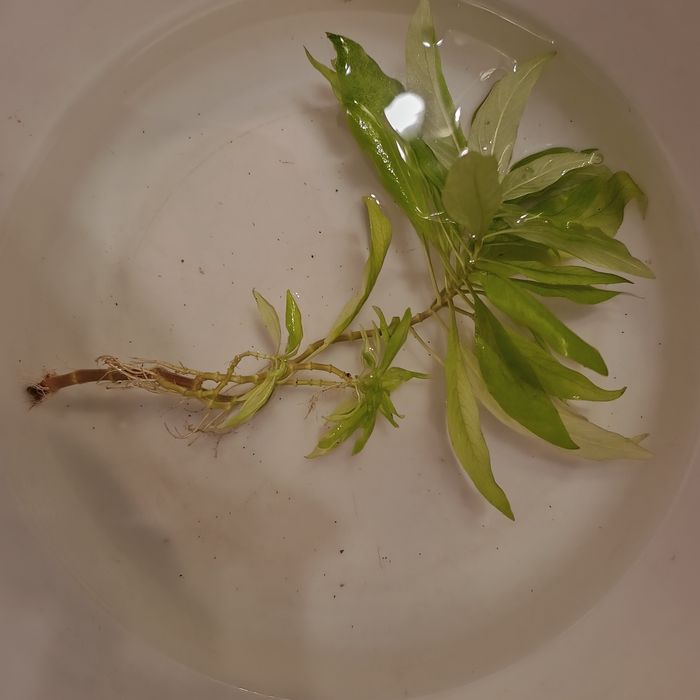 Planta acvariu cu 3 lastari 15-20 cm lungime