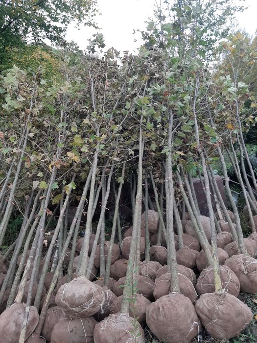 Vindem mesteacăn tei platan platan stejar frasin tuia brazi etc