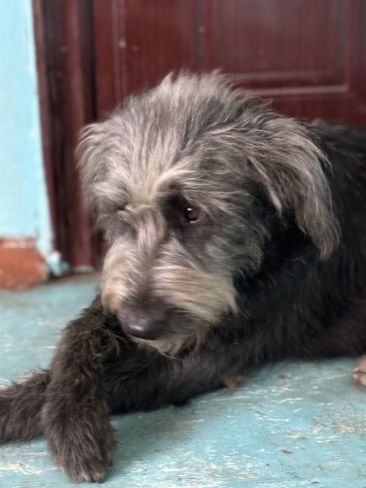 Ищем добрые руки