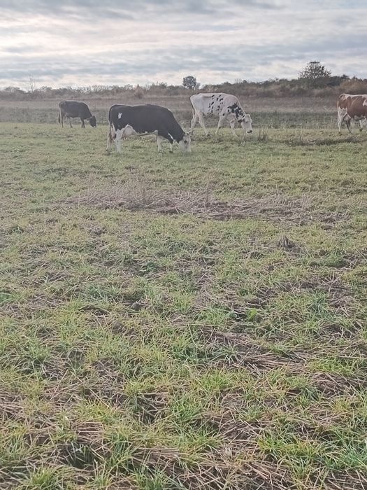 Vand lot de vaci  13 bucati