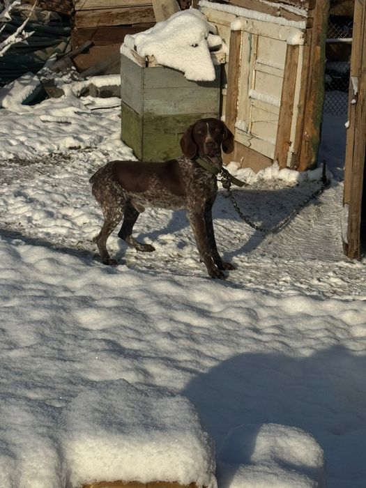 Продаю собаку Курцхар чистый