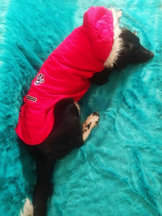 Кучешко палтенце с полярна програма за оптимално затопляне