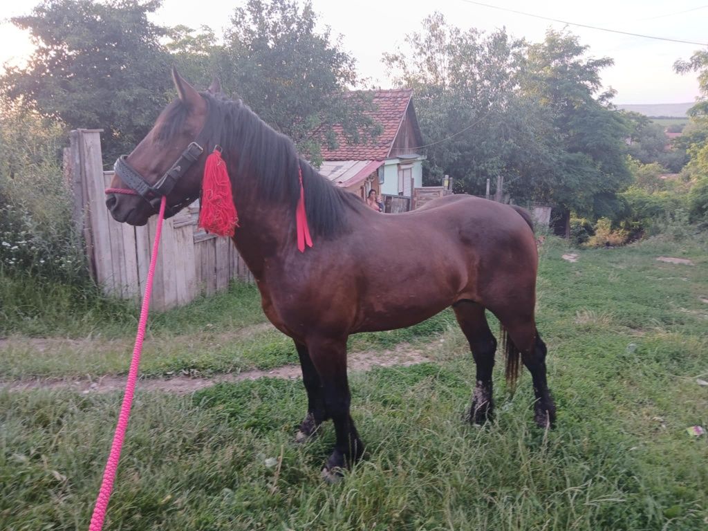 Vând mânz de doi ani jumate pus de doua ori în doi
