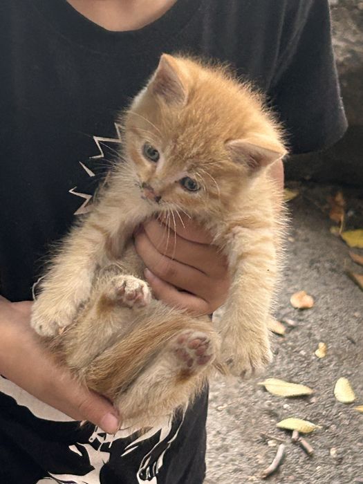Отдаем в добрые руки котят