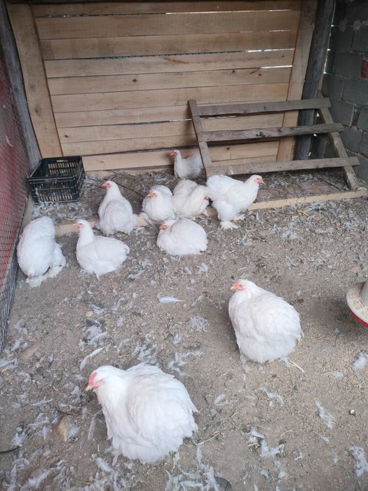 Cochinchina uriaș alb tineret!