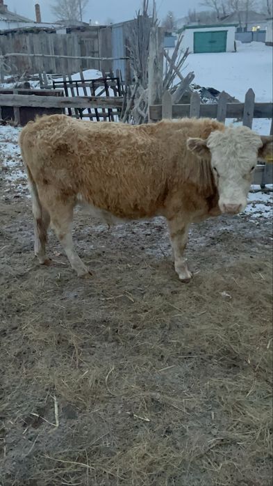 Палтошакалар потсостар сатлады