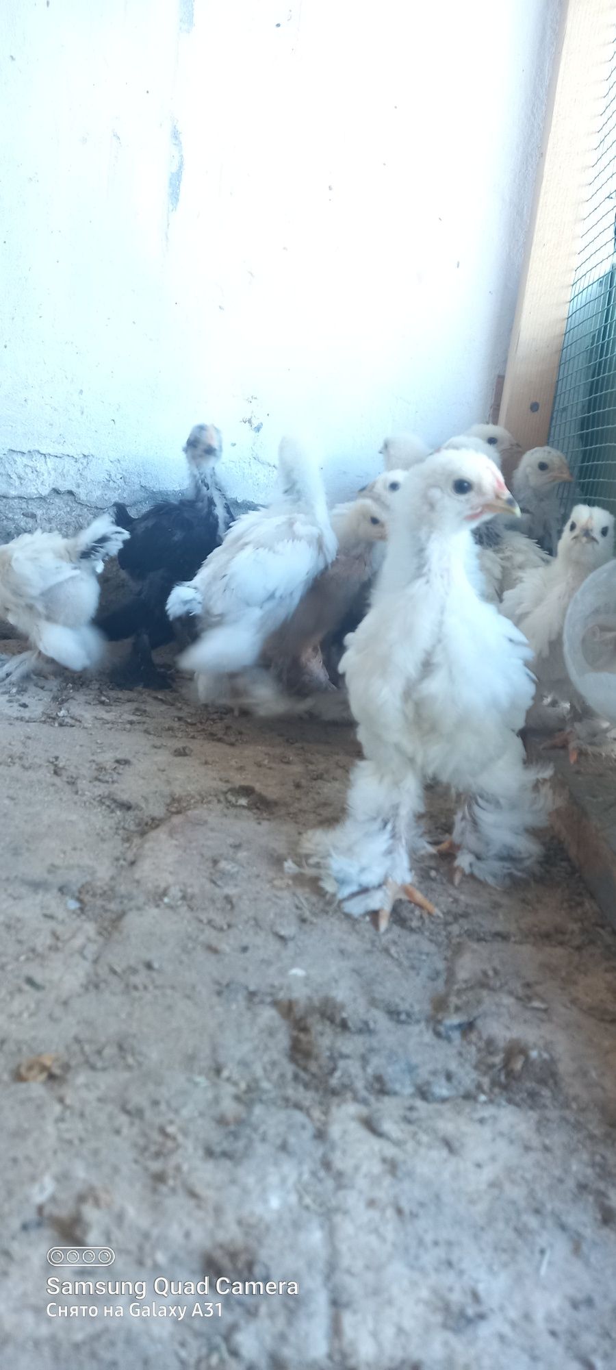 Toza parodali brama tovuq tuxumlati sotiladi.