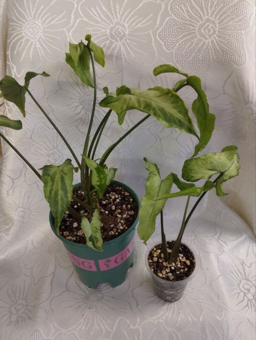 Комнатные цветы по Ташкенту